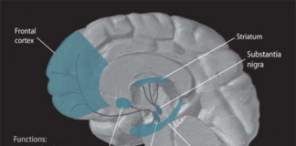 psiconeuroinmunologia